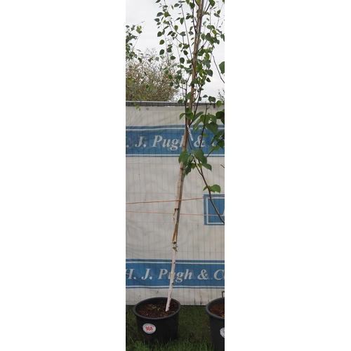 968 - White bark birch 14ft