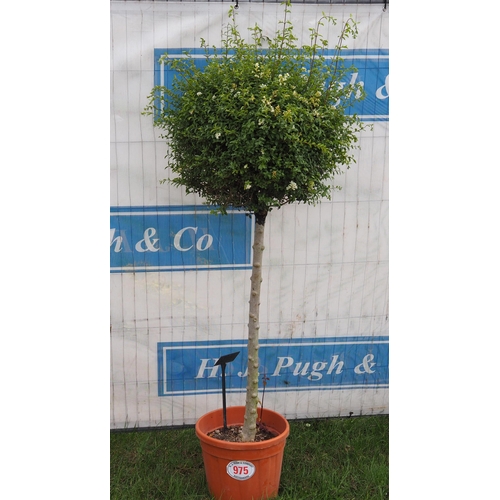 975 - Ligustrum