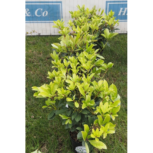 987 - Skimmia -6