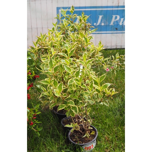 991 - Weigela -4