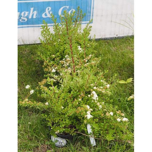 994 - Spiraea -5