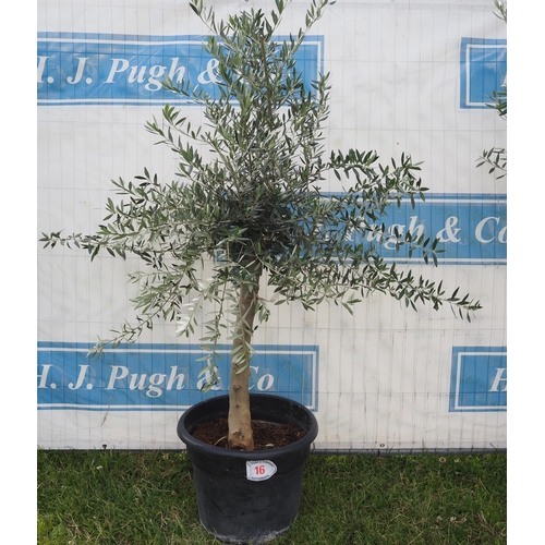 16 - Standard olive 6ft