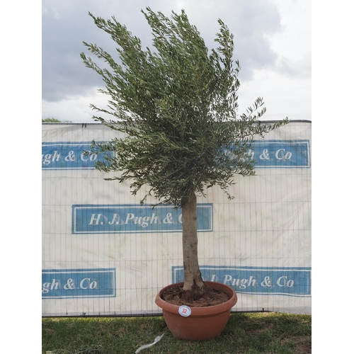 32 - Ancient olive 8ft