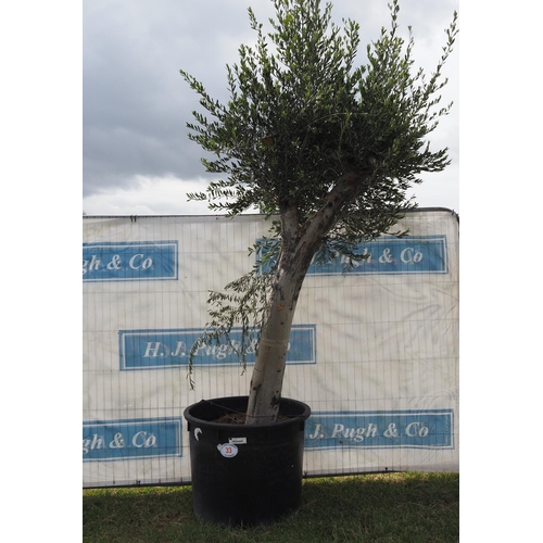 33 - Ancient olive 10ft
