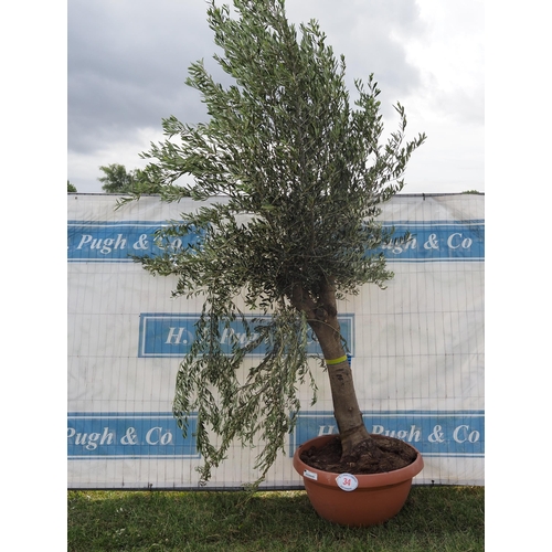 34 - Ancient olive 10ft