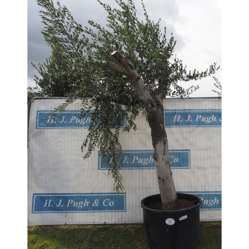 35 - Ancient olive 12ft