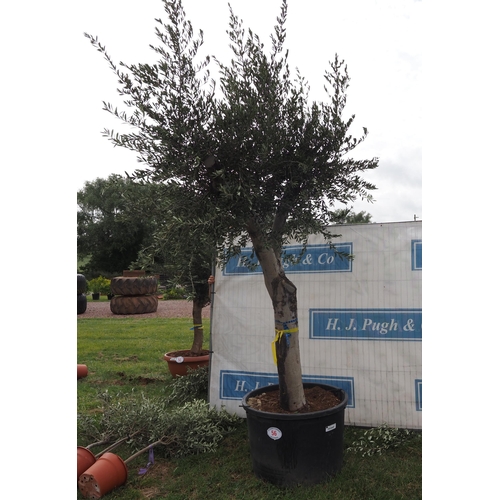 56 - Ancient olive 12ft