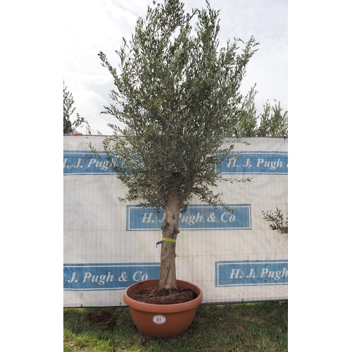 61 - Ancient olive 10ft
