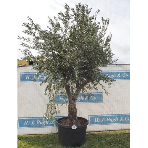 62 - Ancient olive 10ft