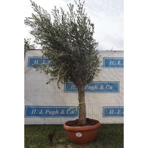 63 - Ancient olive 10ft