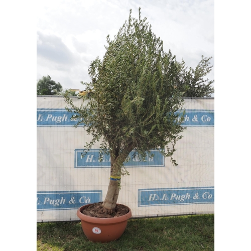 64 - Ancient olive 10ft