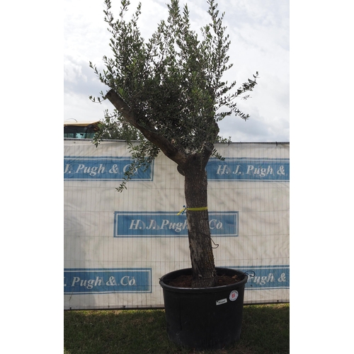 65 - Ancient olive 12ft