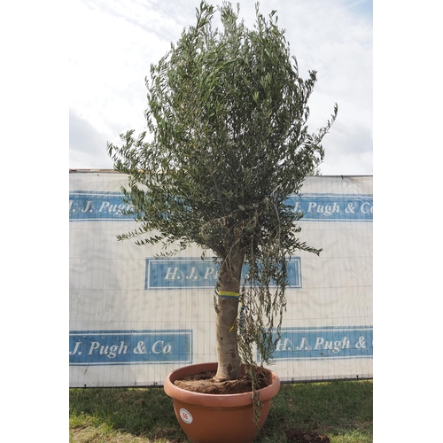 66 - Ancient olive 10ft