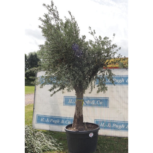 67 - Ancient olive 12ft