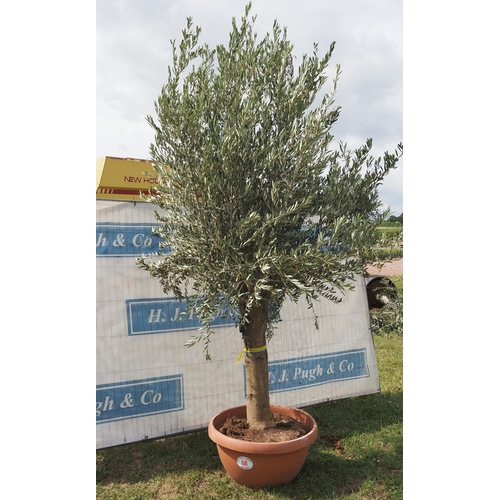 68 - Ancient olive 10ft