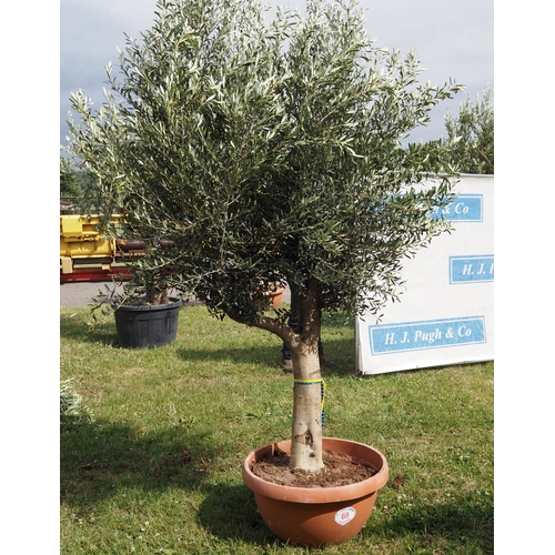 69 - Ancient olive 9ft