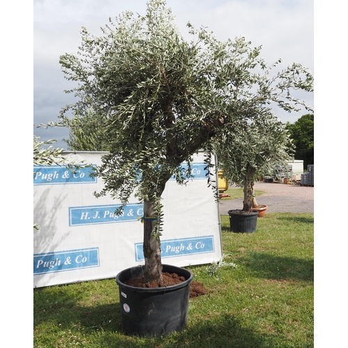 70 - Ancient olive 12ft