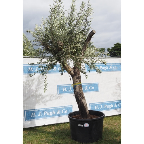 71 - Ancient olive 12ft