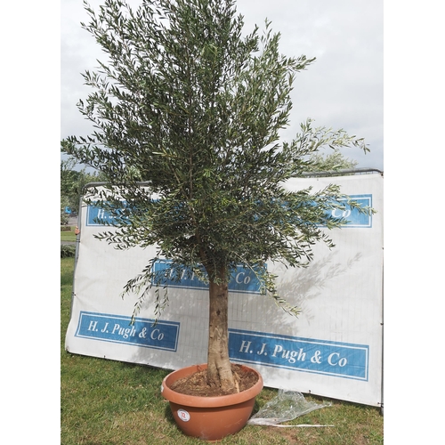 72 - Ancient olive 10ft