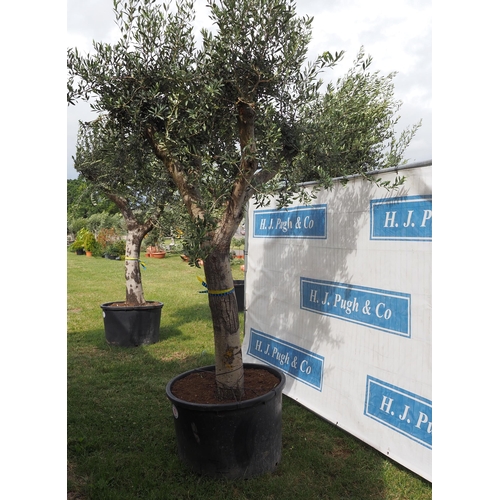 73 - Ancient olive 12ft