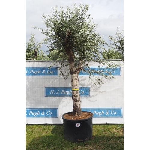 74 - Ancient olive 12ft