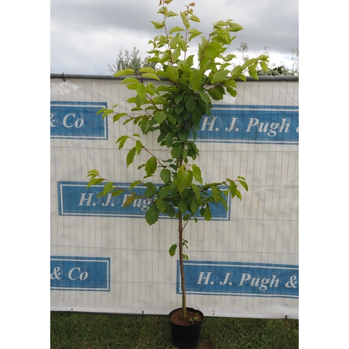 130 - Prunus 7ft -1