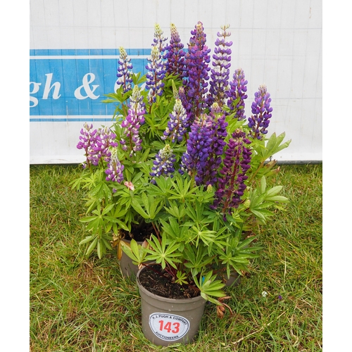 143 - Lupins -5