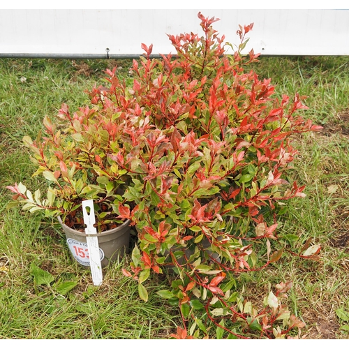 153 - Photinia -5