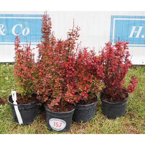 157 - Berberis  -5