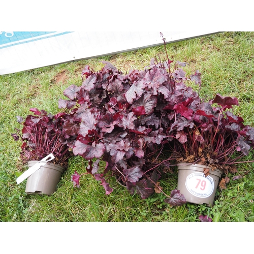 79 - Heuchera Plum Pudding -5