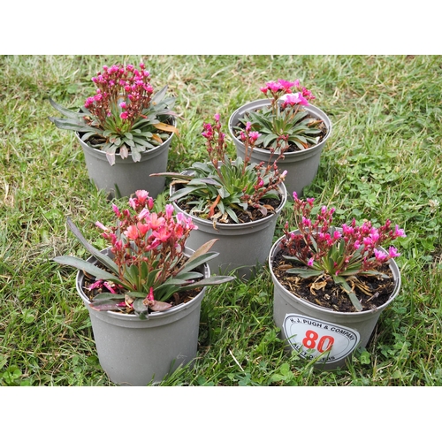 80 - Lewisia Little Raspberry -5