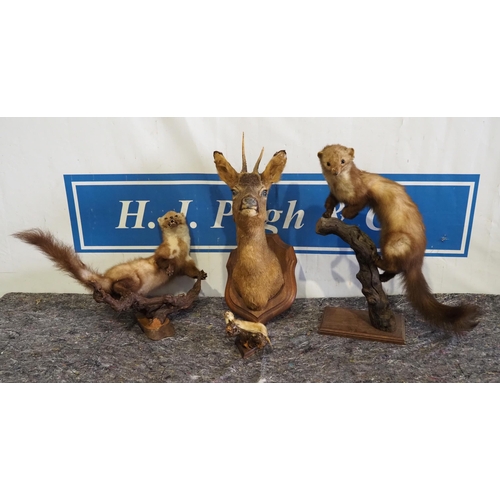 223 - Taxidermy mink and deer