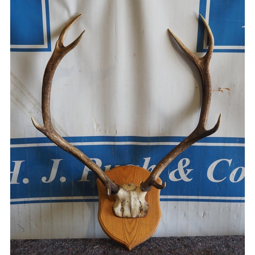 784 - Mounted stag antler