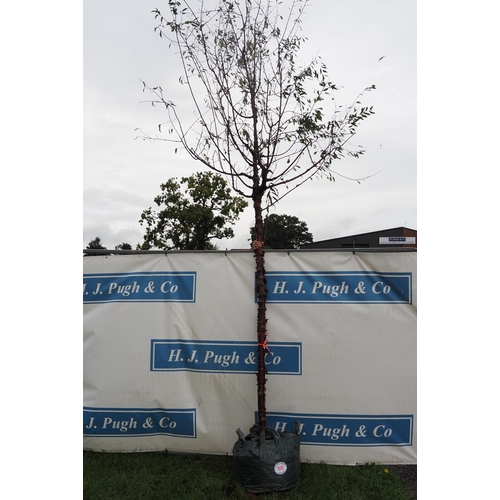 100 - Prunus Serrula 14ft