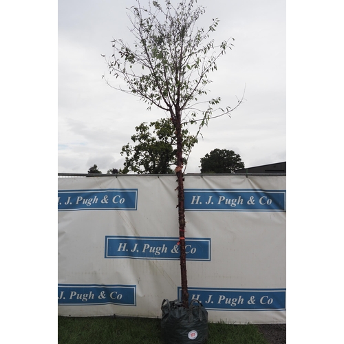 101 - Prunus Serrula 14ft