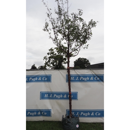 102 - Prunus Serrula 14ft