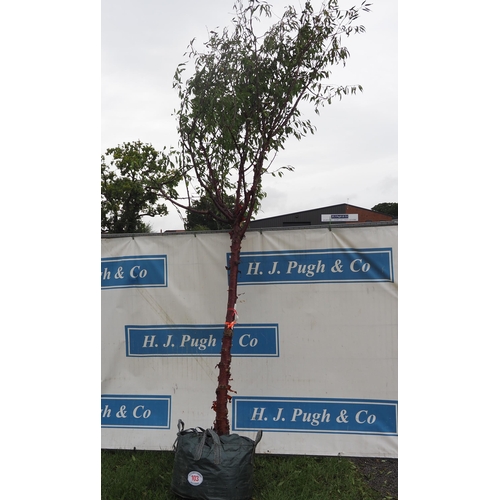 103 - Prunus Serrula 14ft