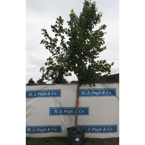 105 - Tilia 20ft