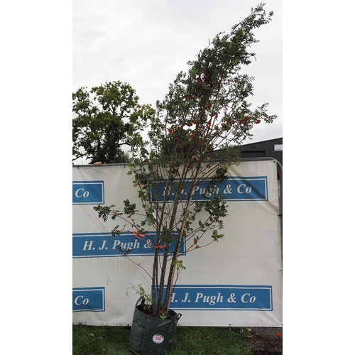 106 - Sorbus Aucuparia 12ft