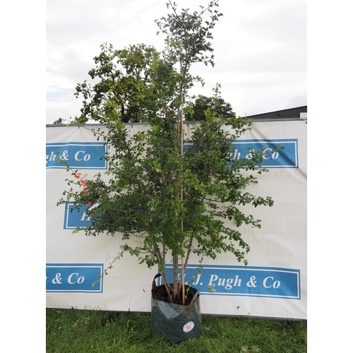 107 - Crataegus Monogyna 10ft