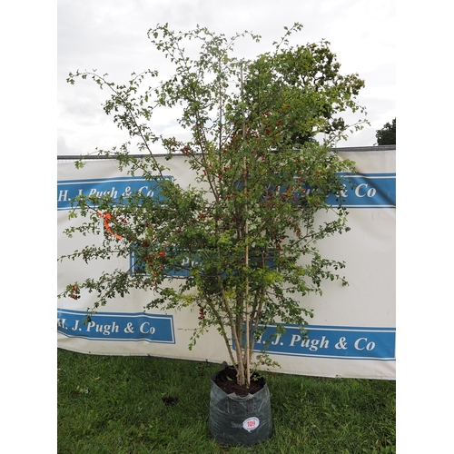 109 - Crataegus Monogyna 10ft