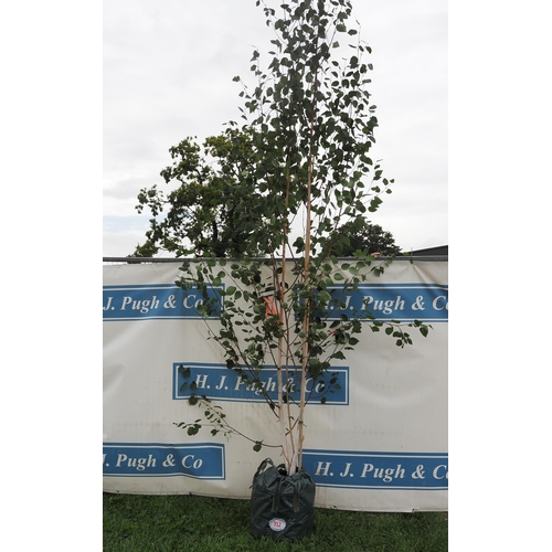 112 - Betula Utilis 12ft