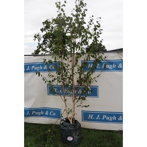 113 - Betula Utilis 12ft