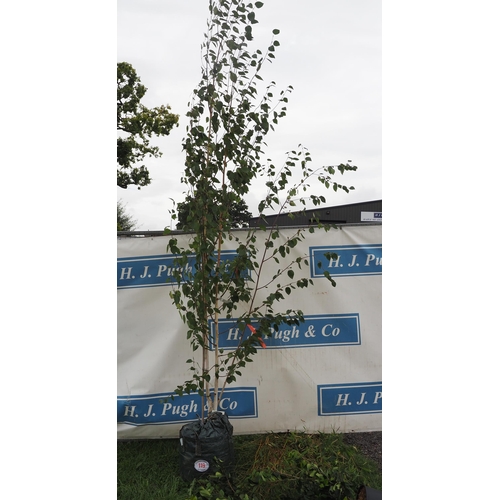 119 - Betula Utilis 12ft