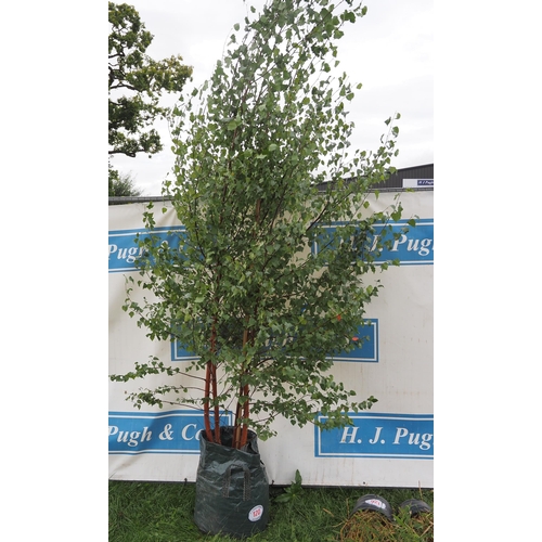 120 - Betula Pendula 14ft