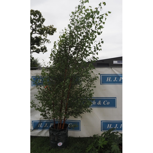 121 - Betula Pendula 14ft