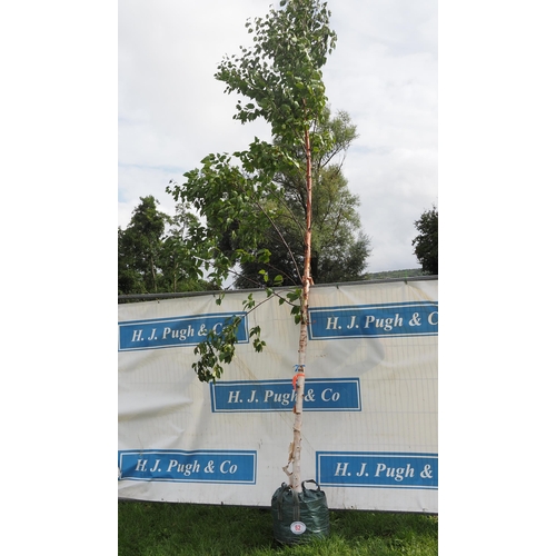 62 - Betula 20ft