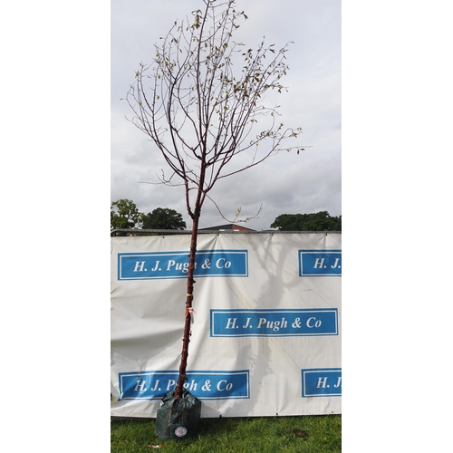 65 - Prunus Serrula 14ft