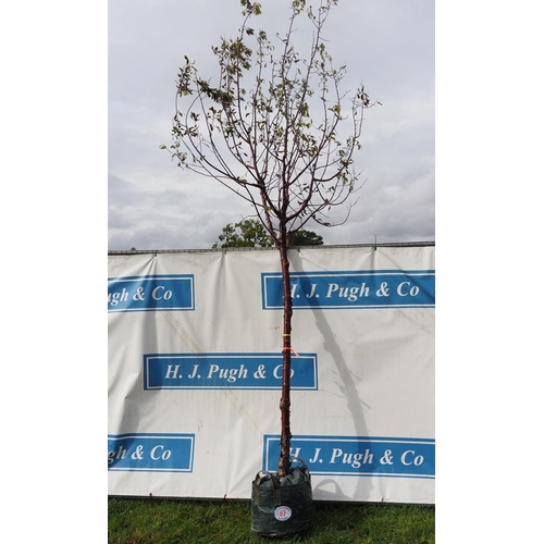 67 - Prunus Serrula 12ft