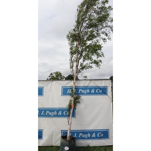 68 - Betula Pendula 16ft